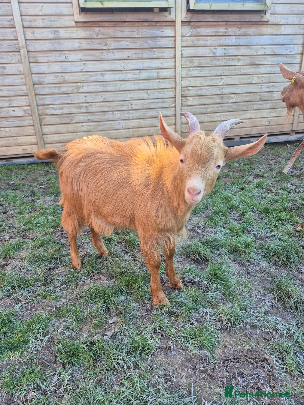 Goats livestock British Guernsey Registered Male - Advert 1