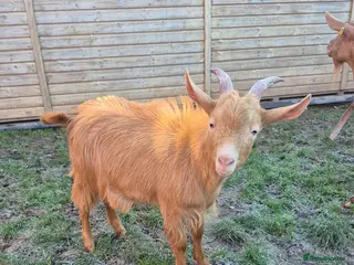 Goats livestock British Guernsey Registered Male - Advert 1