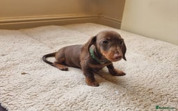 Miniature Dachshund dogs for sale: Gorgeous Mini Smooth Dachshunds Ready Now - Image 26