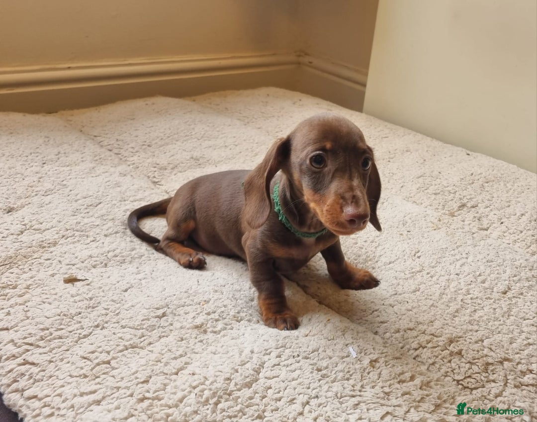 Miniature Dachshund dogs for sale: Gorgeous Mini Smooth Dachshunds Ready Now - Image 26