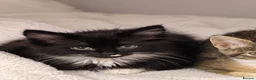 Mixed Breed cats for sale: Gorgeous Fluffy Kittens Seeking Loving Homes 🐾 in London - Advert 6