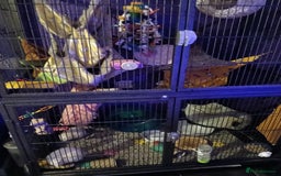 Rat rodents for sale: 4 loving male rats - Image 4