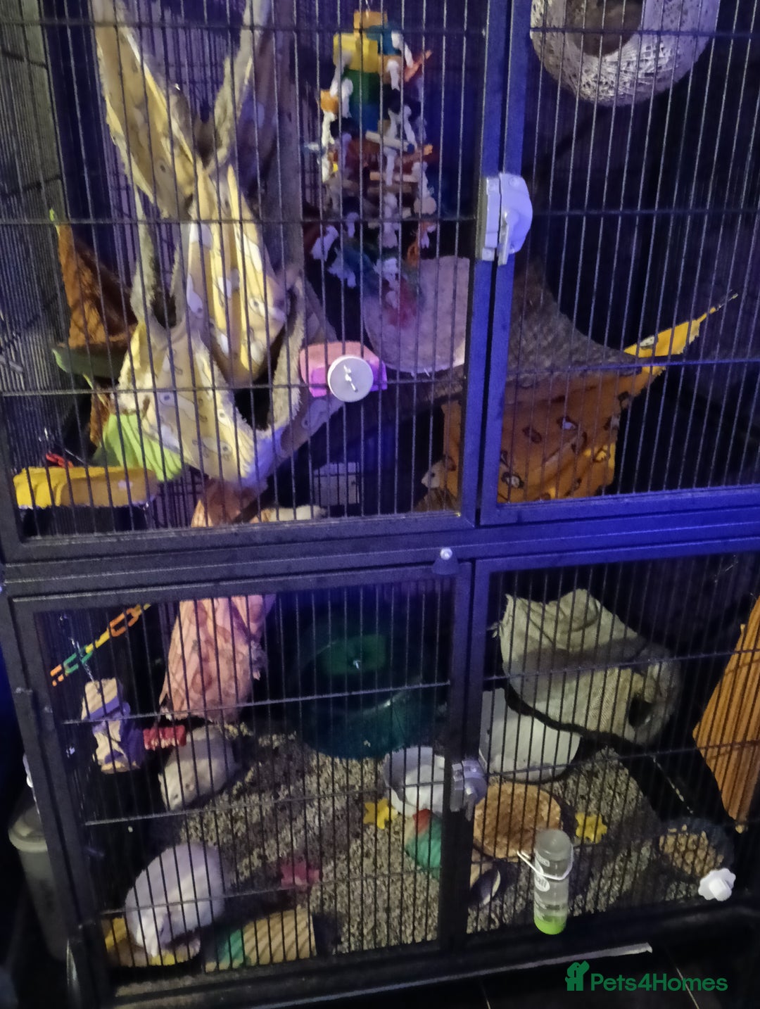 Rat rodents for sale: 4 loving male rats - Image 4