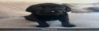 Red boy