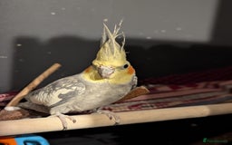 Cockatiels birds for sale: Cockateils  - Image 8