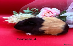 Guinea Pig rodents for sale: Beautiful female guinea pigs  - Image 4