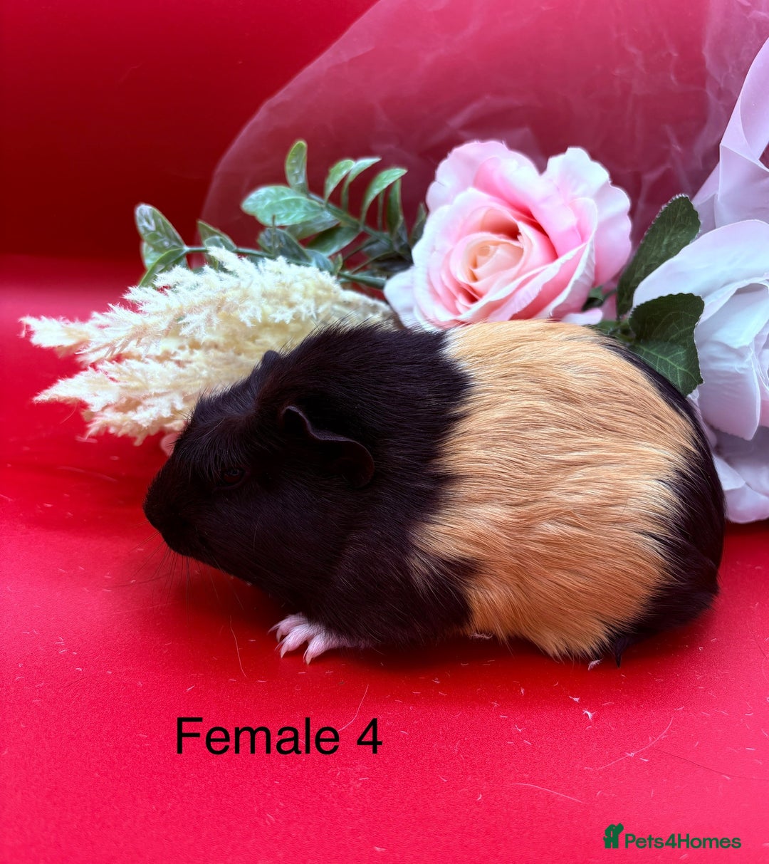Guinea Pig rodents for sale: Beautiful female guinea pigs  - Image 4