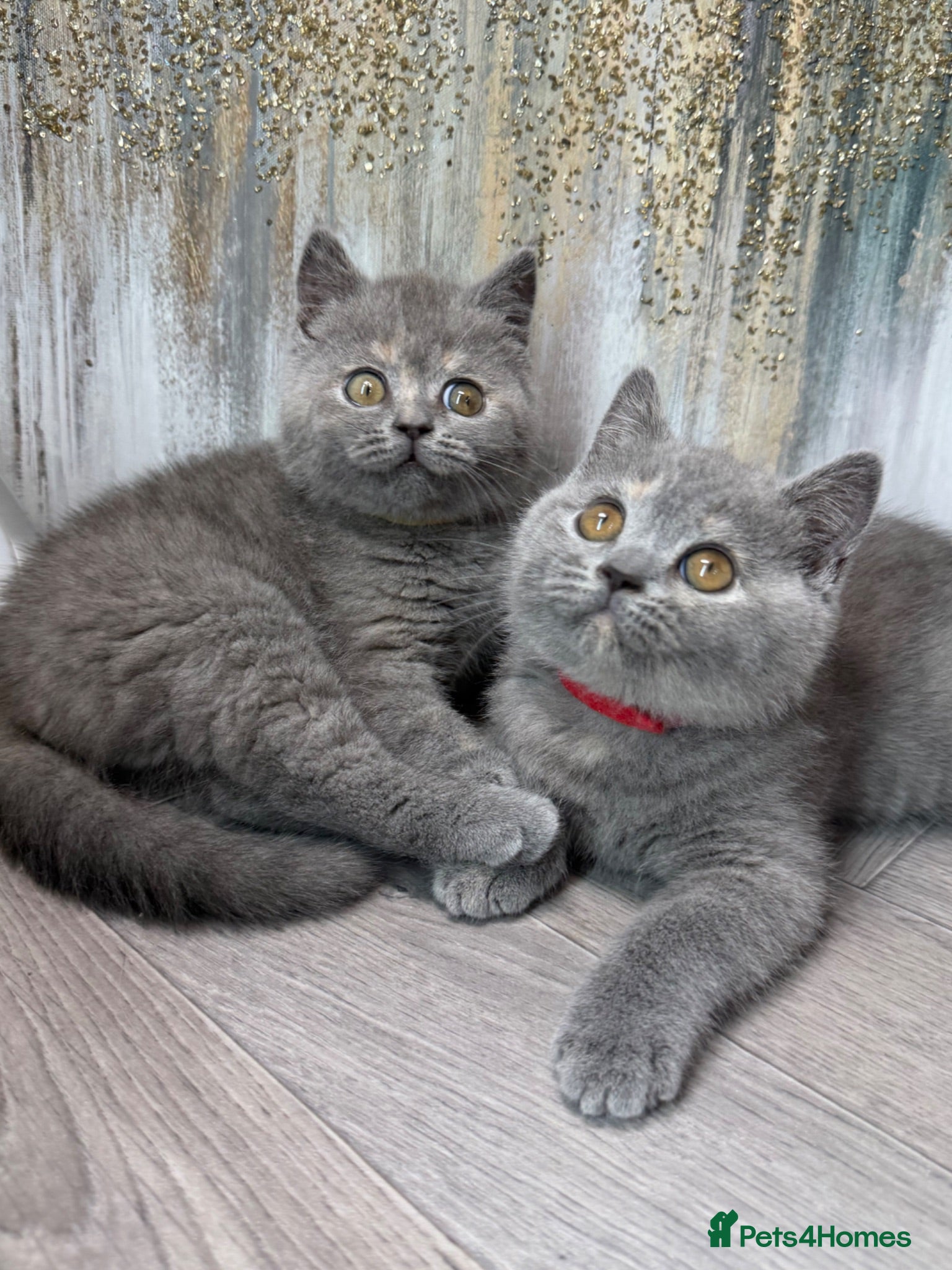 British Shorthair cats Blue torte chunky British sh kittens TICA - Advert 17