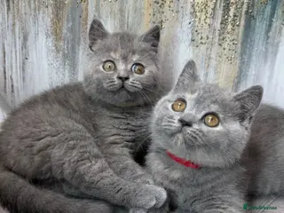 British Shorthair cats Blue torte chunky British sh kittens TICA - Advert 11