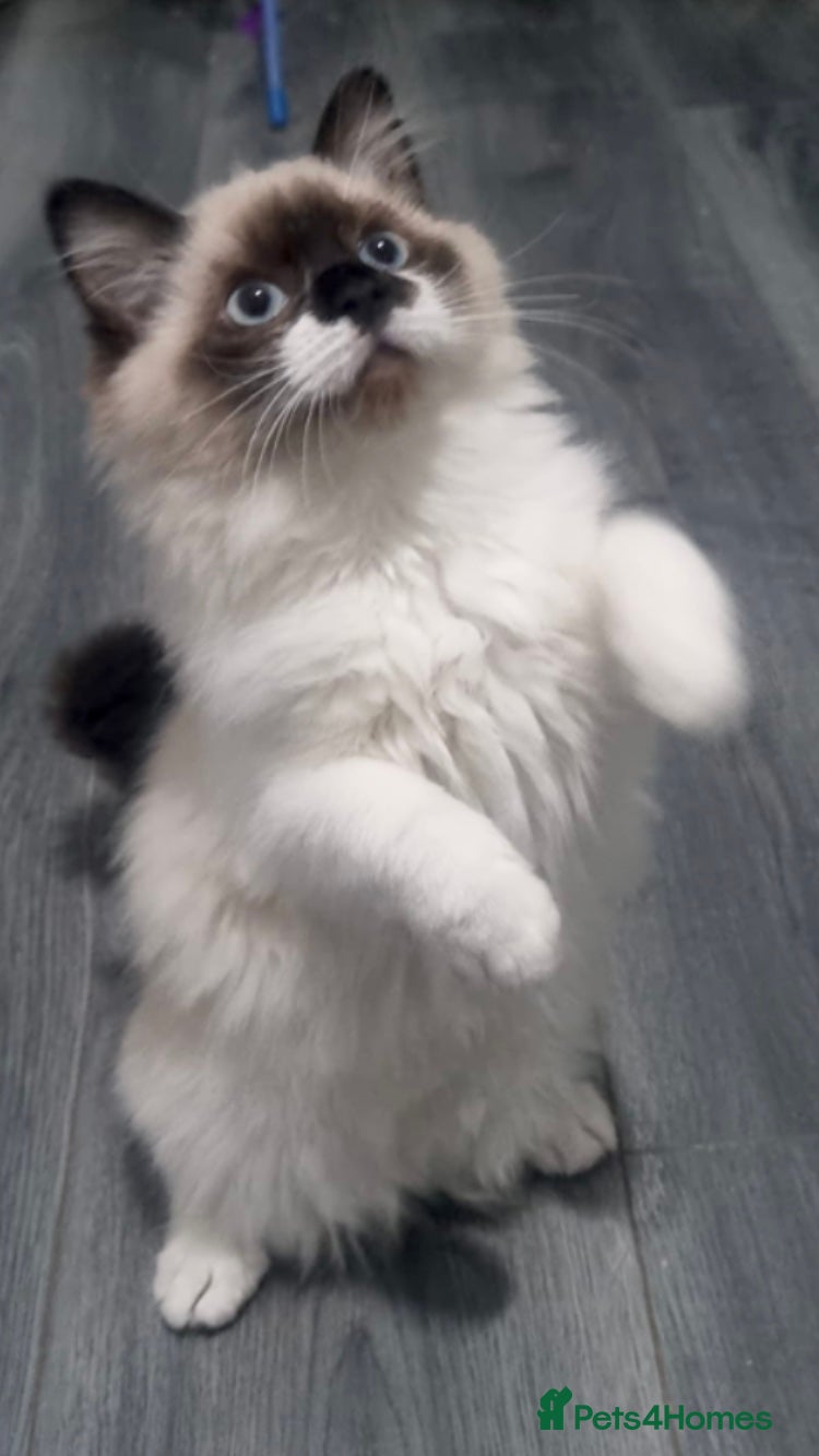 Ragdoll cats Last Stunning Full Pedigree Ragdoll Baby Ready Now - Advert 5
