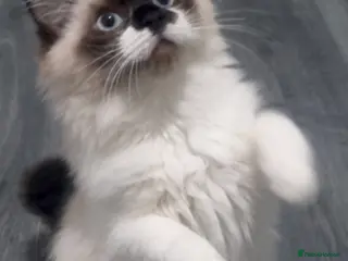 Ragdoll cats Last Stunning Full Pedigree Ragdoll Baby Ready Now - Advert 12