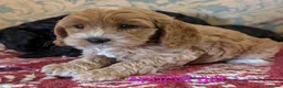 Cockapoo dogs for sale: Licensed breeder, health tested F1 cockapoos - Advert 4