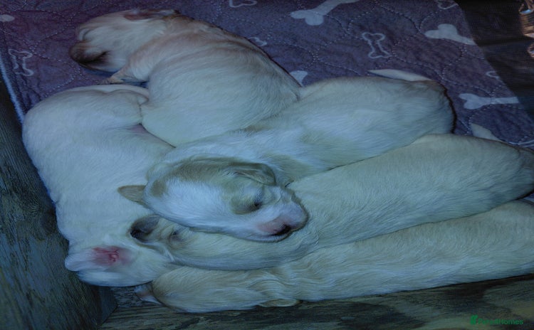 Maltipoo dogs - Advert 9