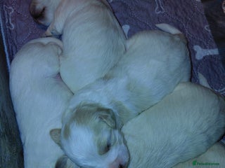 Maltipoo dogs - Advert 12