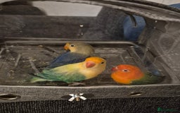 Lovebirds birds for sale: DNA tested Lovebirds - Image 2