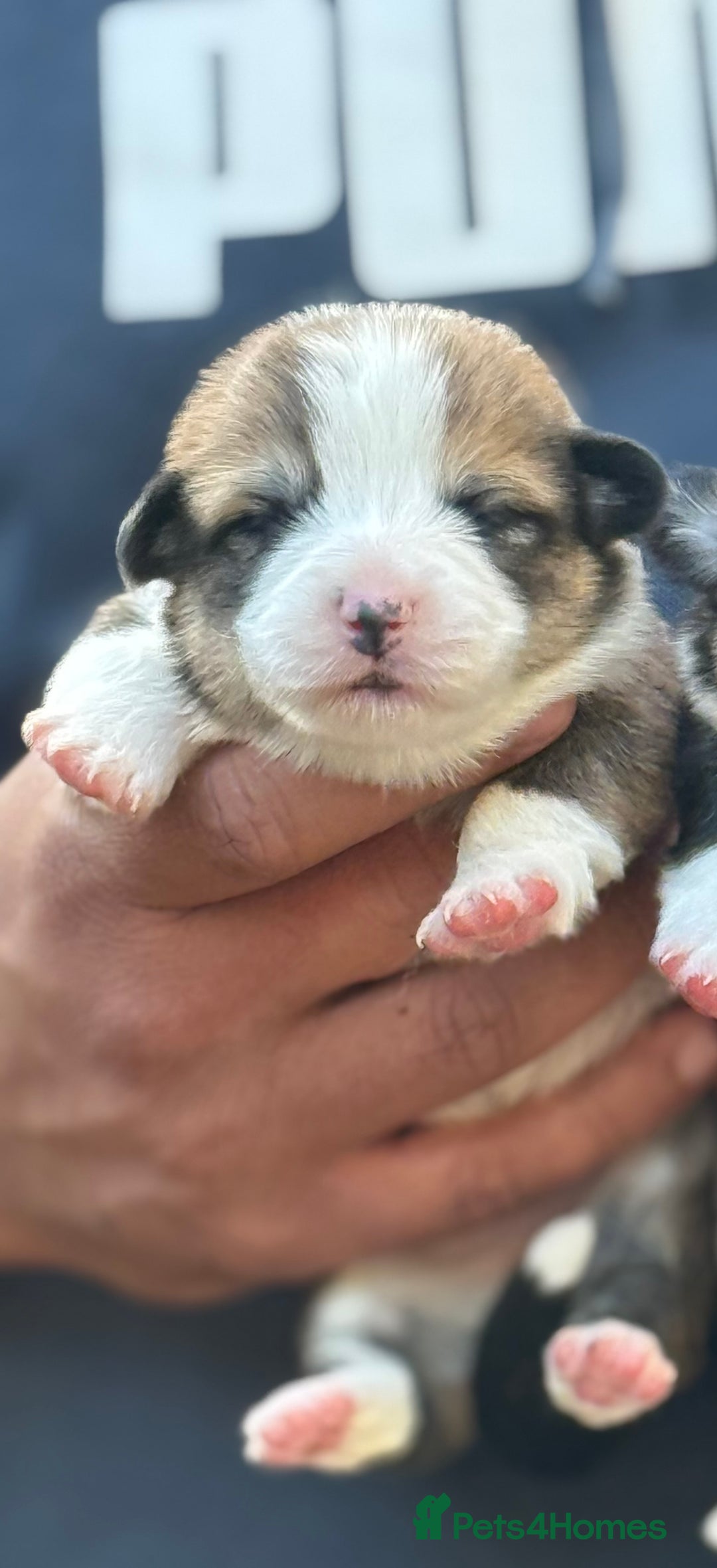 Welsh Corgi Pembroke dogs for sale: Quality Corgi puppies available to loving homes - Image 31