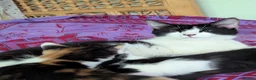 Mixed Breed cats for sale: Unique & beautiful calico kittens  - Advert 7