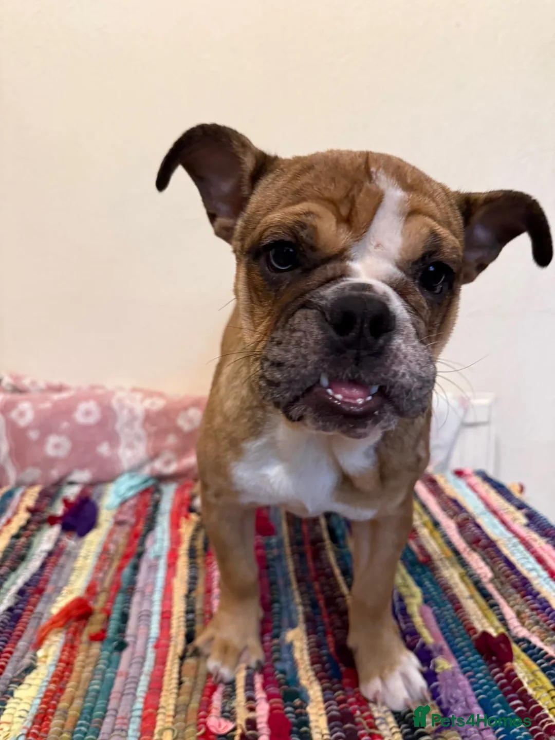 English Bulldog dogs for sale: Female English bulldog puppy  - Advert 2