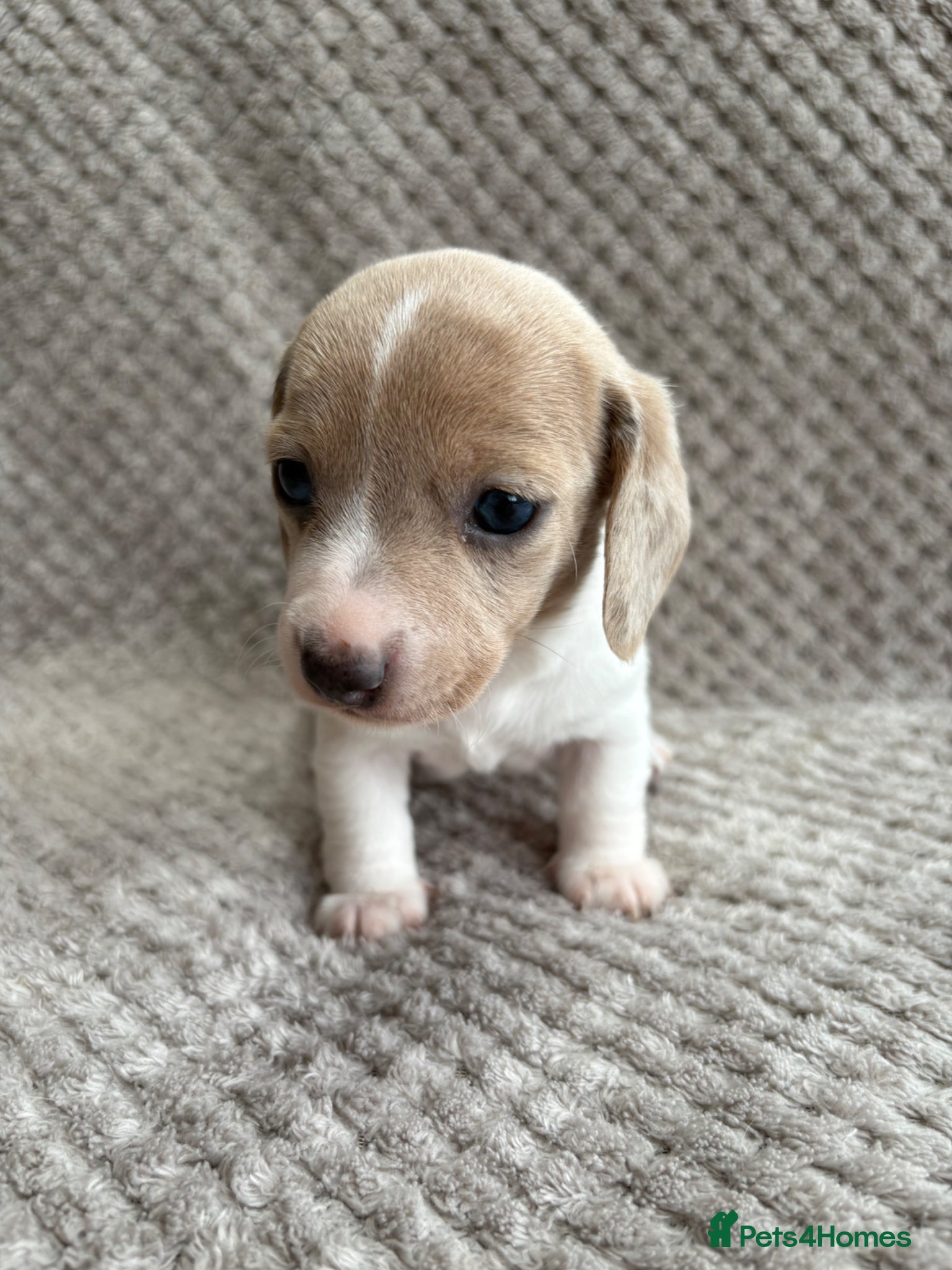 Miniature Dachshund dogs ⭐️💕miniature dachshund pups⭐️💕 - Advert 2