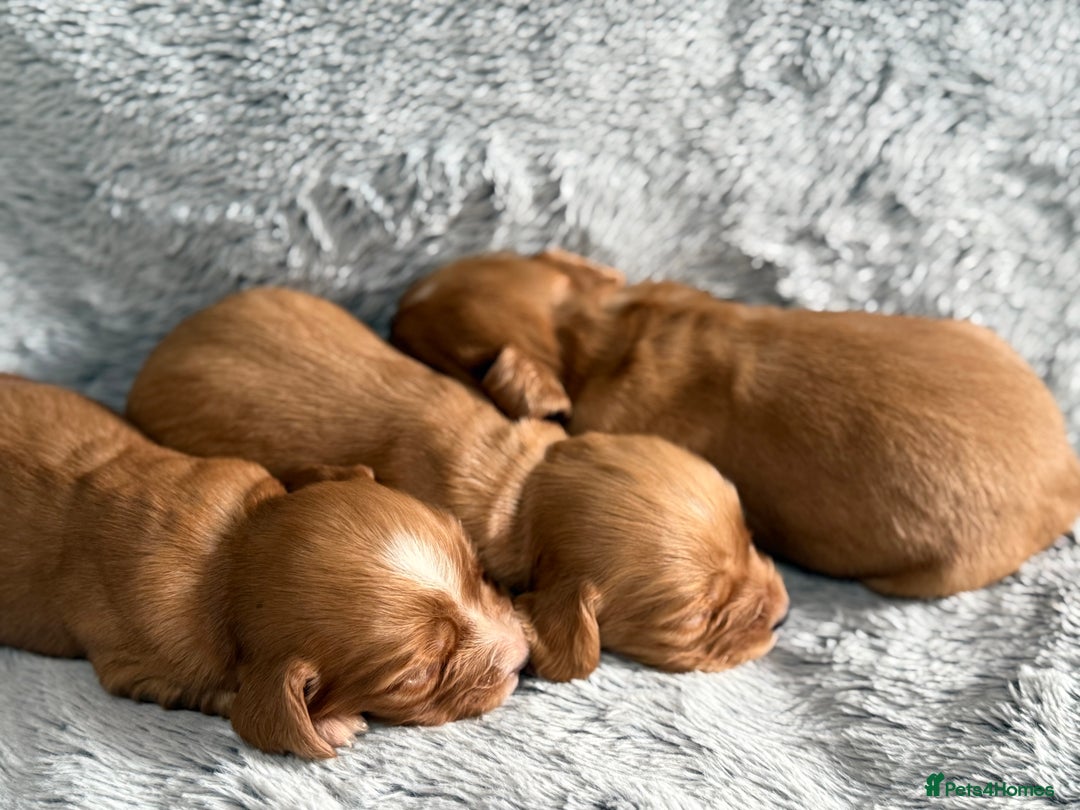 Cocker Spaniel dogs for sale: Gorgeous KC Working Cocker Spaniels- Health Tested - Image 6