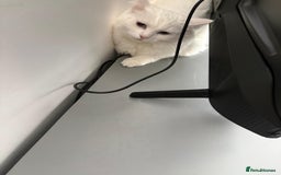 Turkish Angora cats for sale: BEAUTIFUL TURKISH ANGORA CAT (NEED TO GO ASAP ‼️) - Advert 2