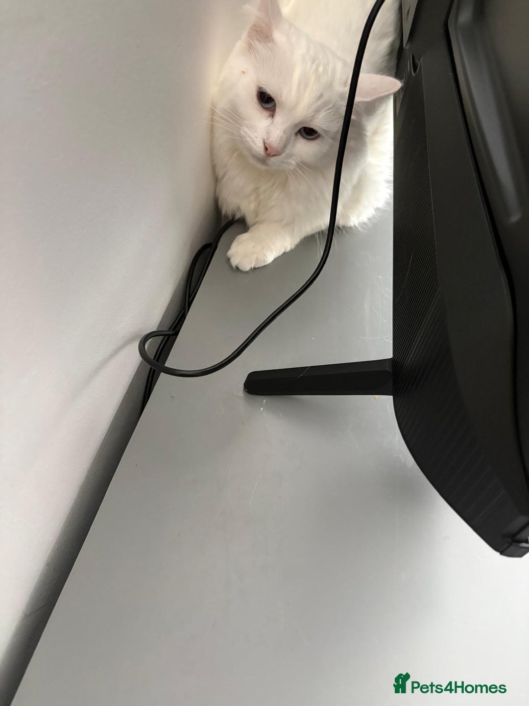 Turkish Angora cats for sale: BEAUTIFUL TURKISH ANGORA CAT (NEED TO GO ASAP ‼️) - Advert 2