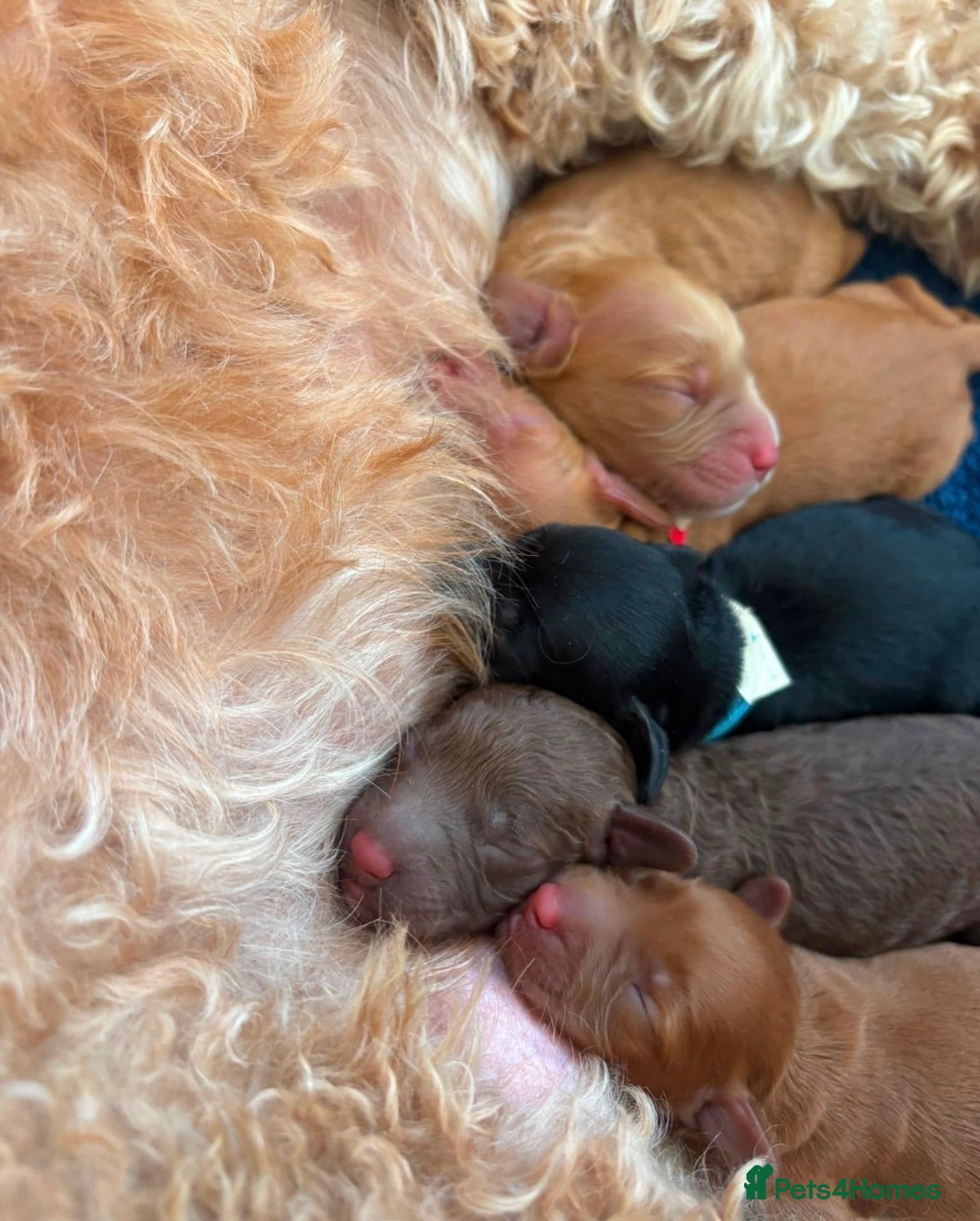 Cockapoo dogs Cockapoo Puppies - Advert 2