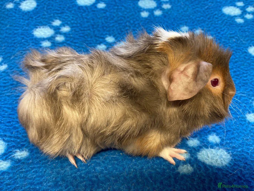 Guinea Pig rodents for sale: Baby guinea pig brothers ready to leave  - Advert 3