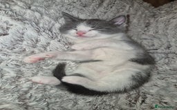 Mixed Breed cats for sale: 2 gorgeous mixed colour boys - Image 6