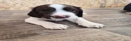 English Springer Spaniel dogs for sale: *One puppy left* KC English Springer Puppies - Advert 16