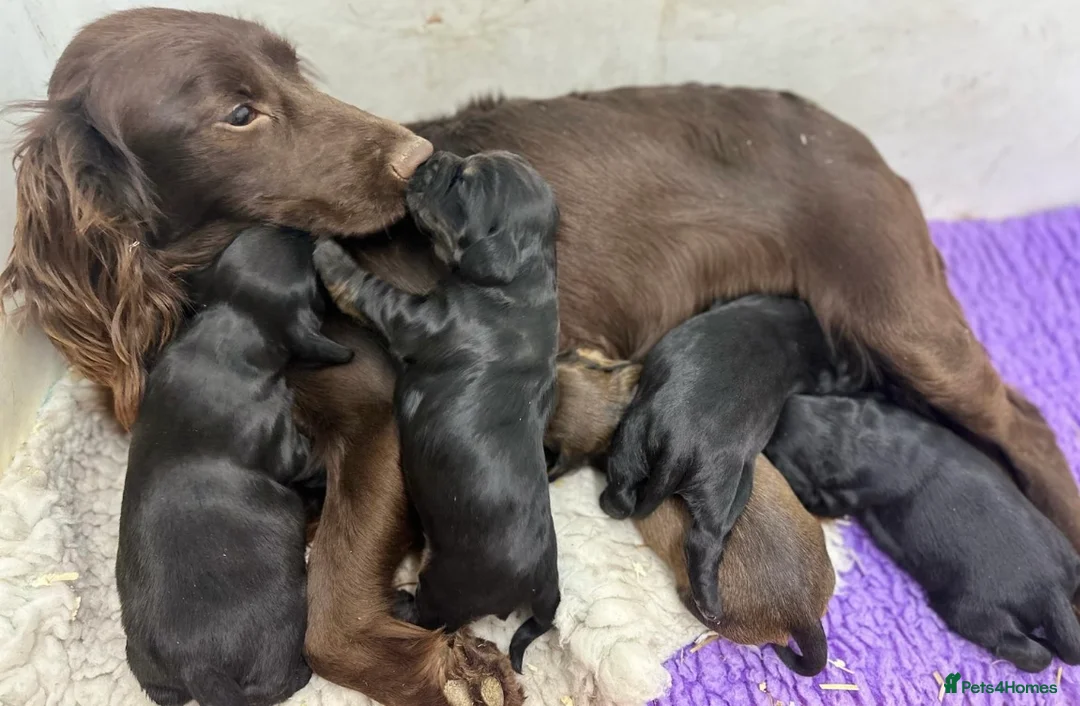 Cockapoo dogs for sale: F1 Cockapoo puppies  - Advert 10