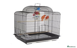 Parrots birds for sale: Semi-Tamed Quaker Parrot For Sale - Image 5