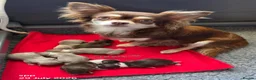 Chihuahua dogs for sale: Long coat chihuahua boys in Sunbury-on-Thames - Advert 1