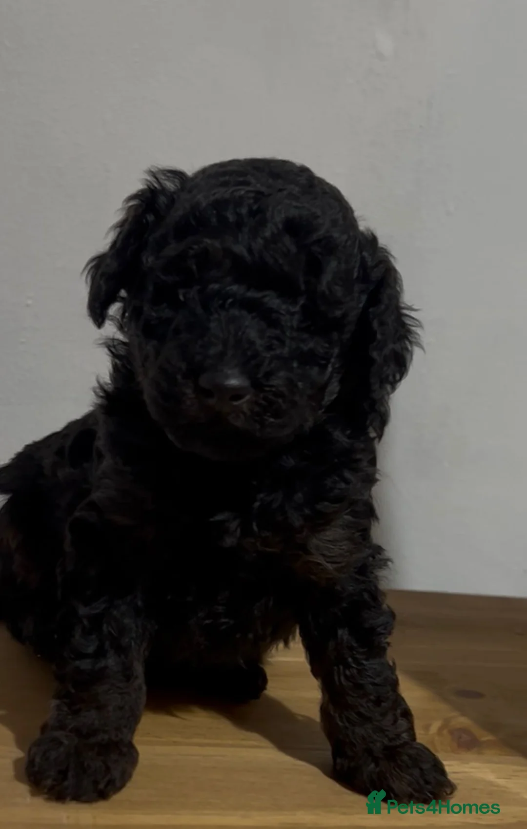 Toy Poodle dogs for sale: Toy Poodle Puppies - Ready Early June | DNA Clear  - Advert 2