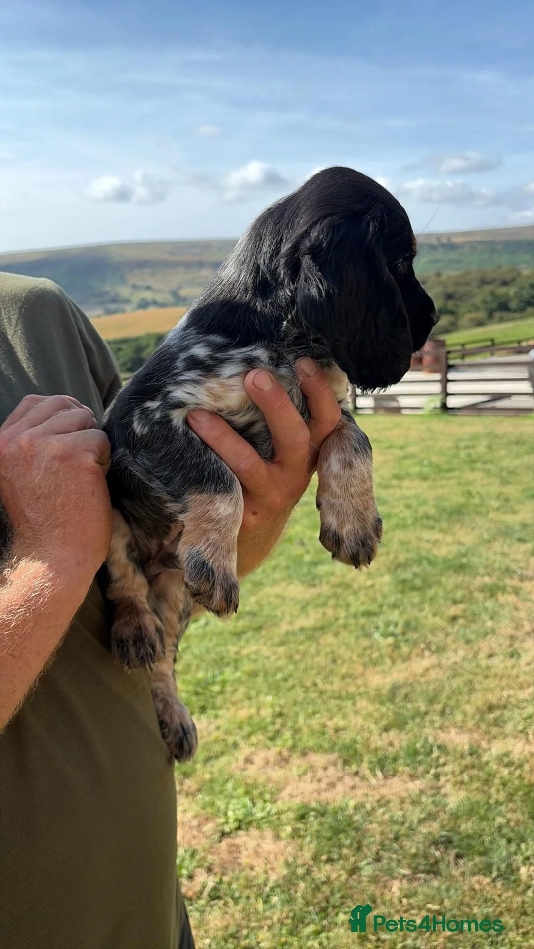 Cocker Spaniel dogs for sale: Working Cocker Spaniel-Ready Now in Pickering - Advert 2