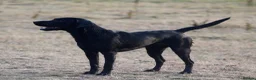 Labrador Retriever dogs for stud: KCreg Fully Health Tested compact Labrador Stud  in Wallingford - Advert 7