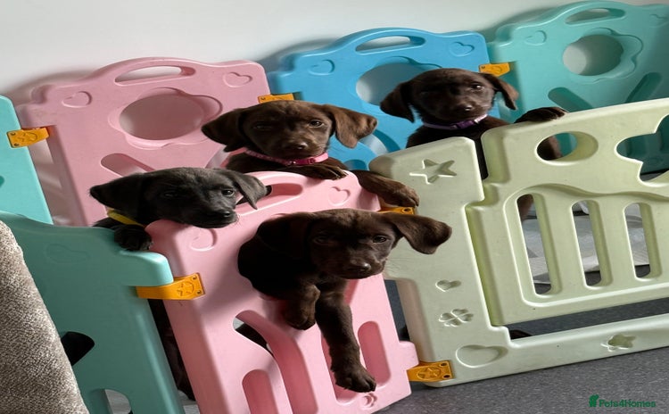 Labrador Retriever dogs - Advert 3