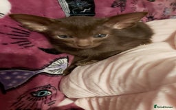 Oriental cats for sale: Full Pedigree Oriental 1 Kitten XL size ears GCCF - Advert 23