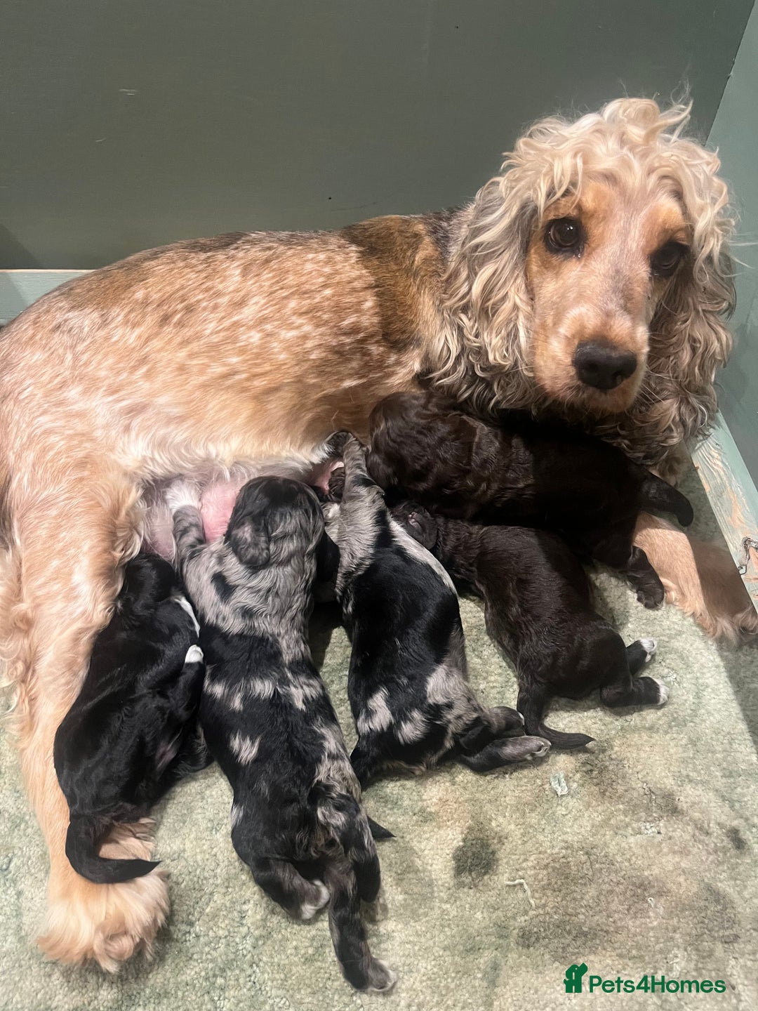 Cockapoo dogs for sale: Beautiful Merle cockapoos - Image 12