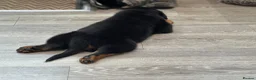 Rottweiler dogs for sale: KC registered rottweiler puppies - Advert 8
