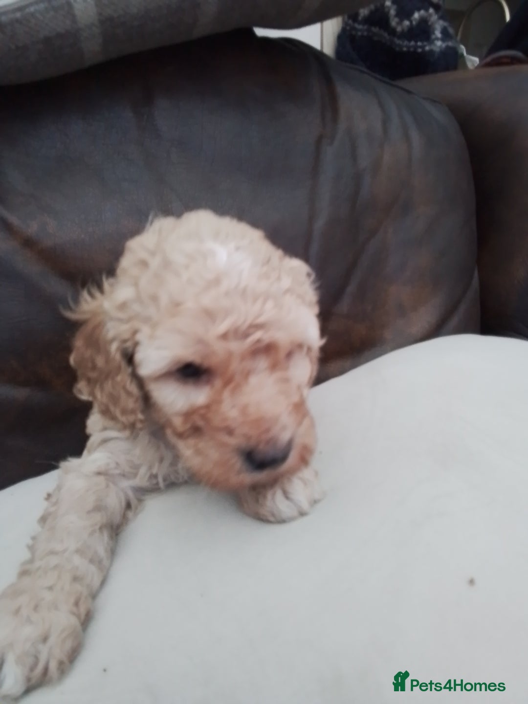 Cockapoo dogs for sale: Stunning cockapoo puppies f1b - Advert 3