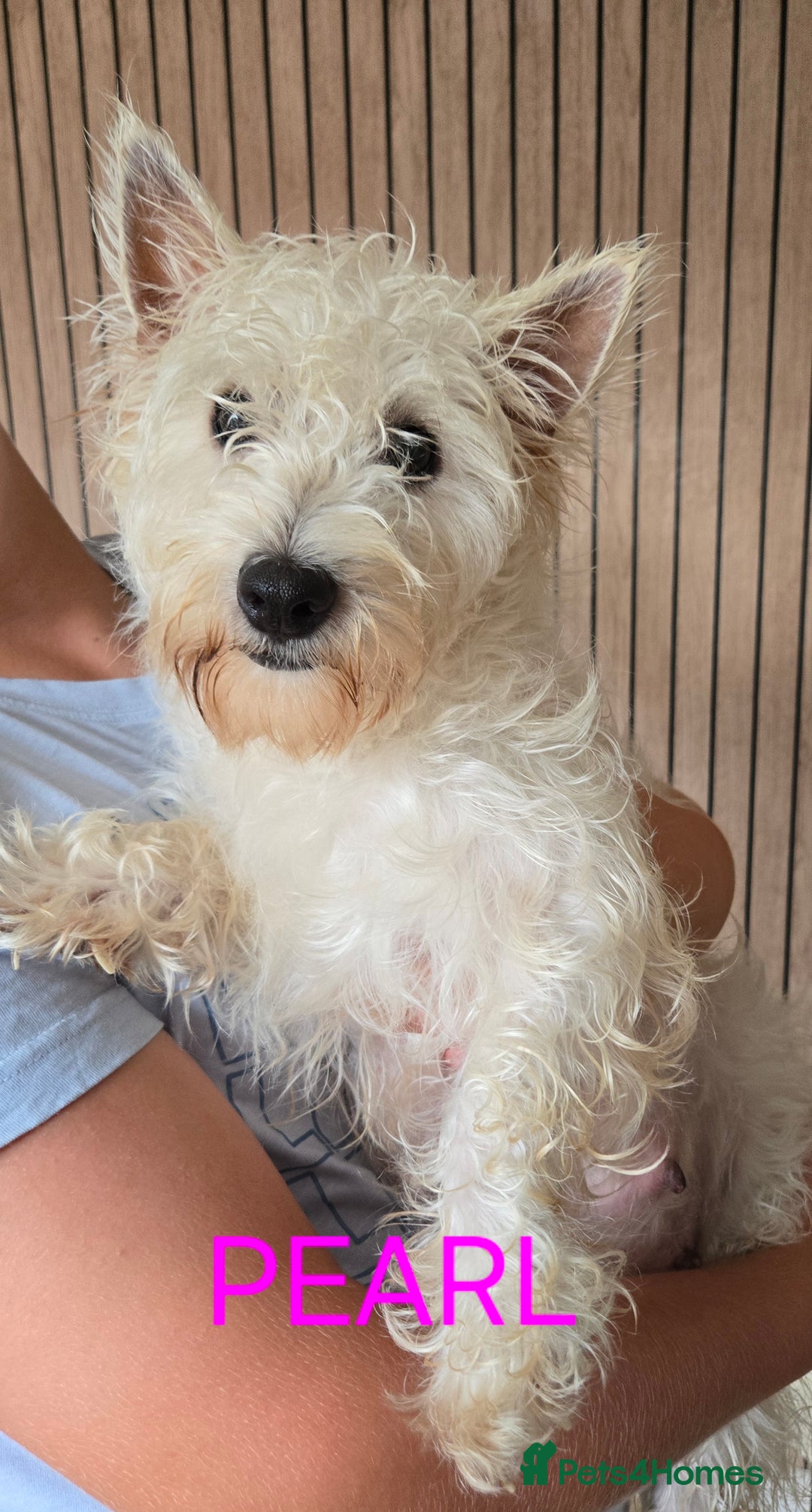 West Highland Terrier dogs for sale: STUNNING WEST HIGHLAND TERRIER PUPPIES  - Image 16