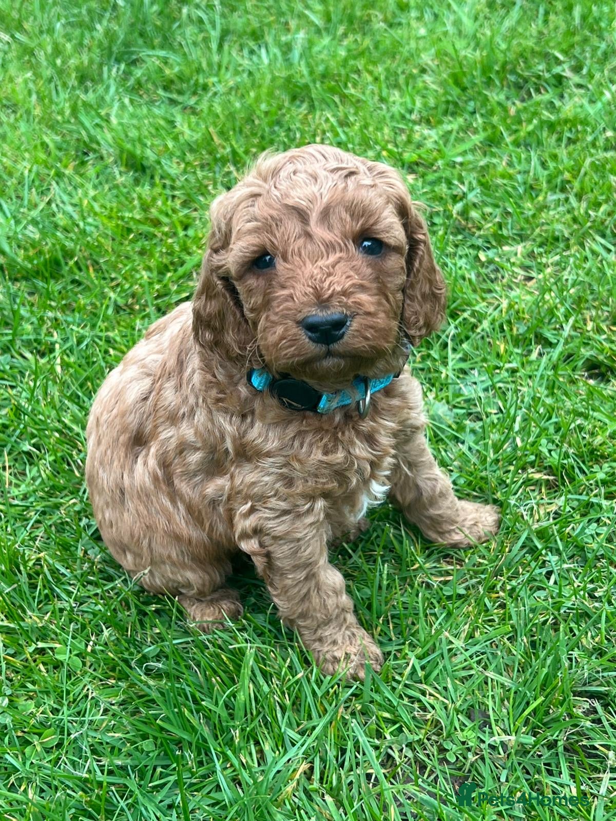 Cockapoo dogs Fox Red Cockapoo Puppies - Advert 2