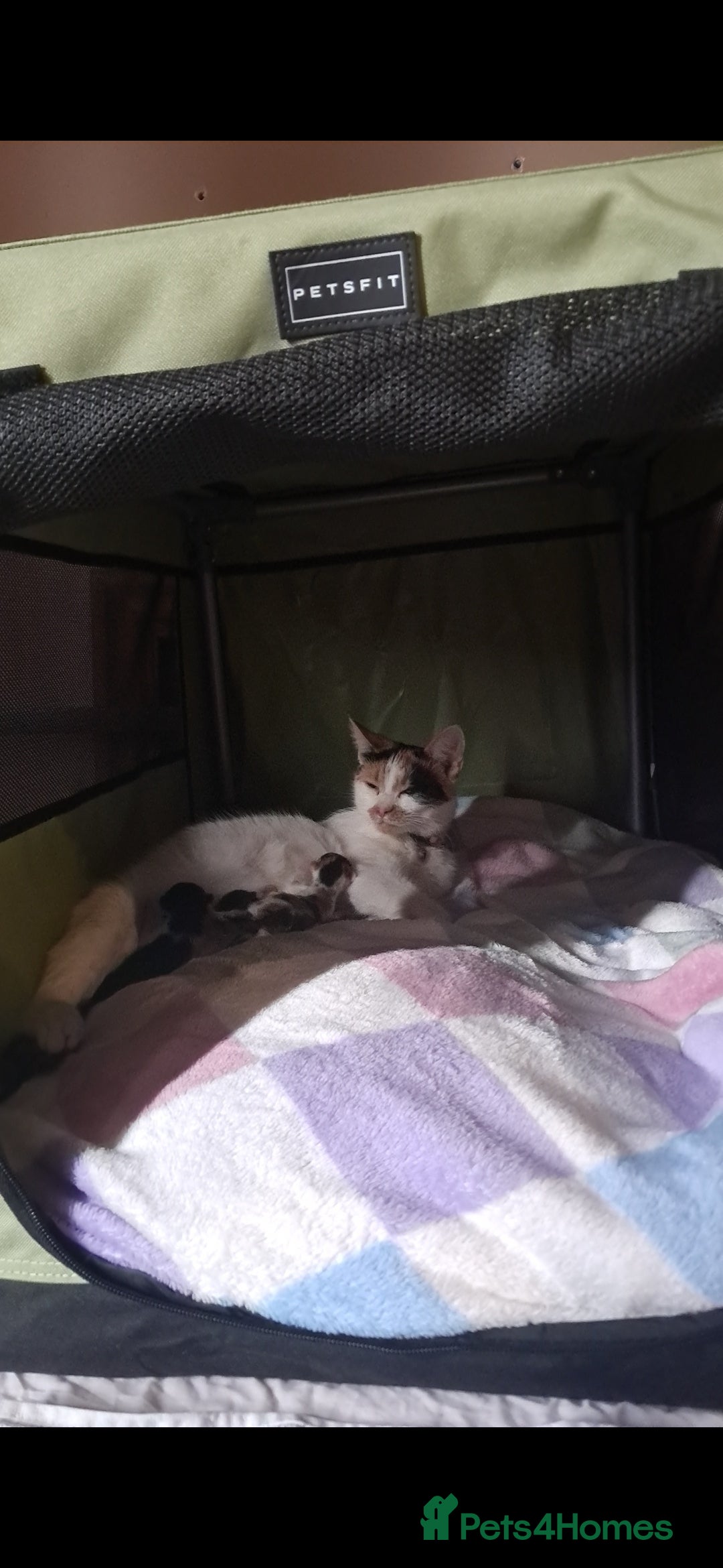Mixed Breed cats for sale: 1 beautiful female kitten left - Image 10