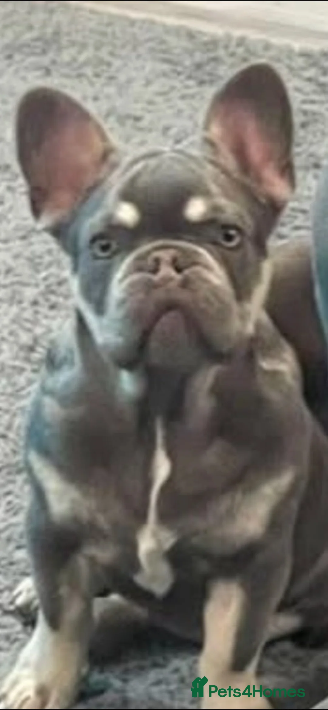French Bulldog dogs for sale: Blue and tan french bulldog - Advert 1