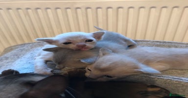 Burmese cats - Advert 15