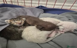 Oriental cats for sale: Oriental kittens  - Image 2