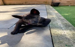 German Shepherd dogs for stud: 4-Year-Old Czech Shepherd- Proven Stud (Sheffield) - Image 16
