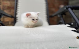 Siberian cats for sale: Pure White Siberian Boy - Image 15