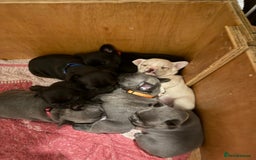 French Bulldog dogs for sale: 7 beautiful French bulldog puppies for sale - Image 3